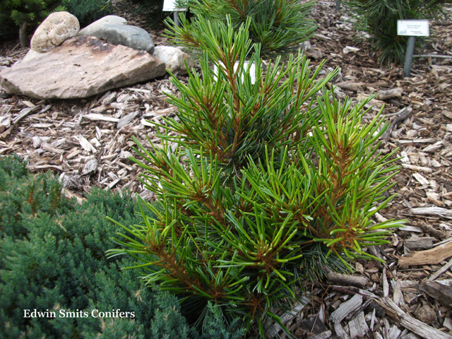 Pinus koraiensis 'Tonghua'